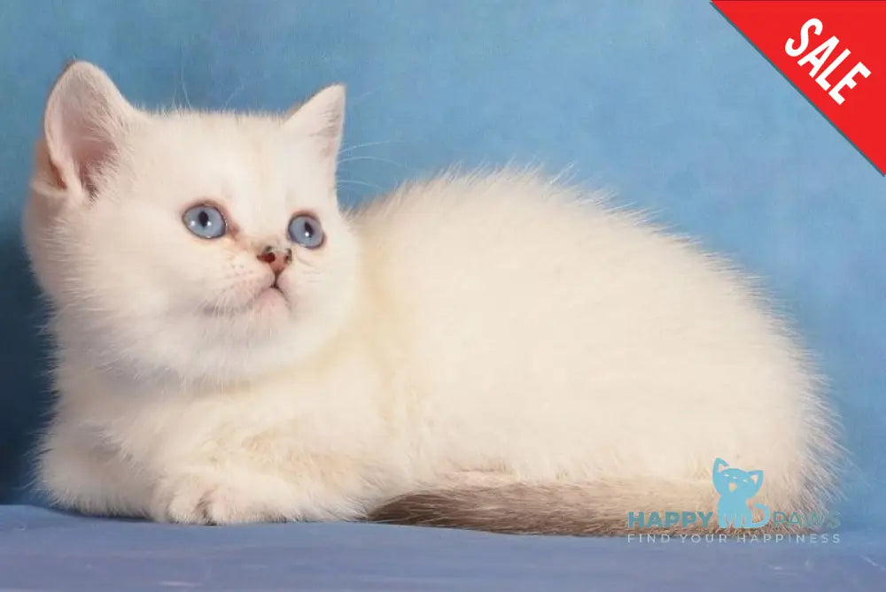 Calipso Munchkin female black golden shaded pointed live animals