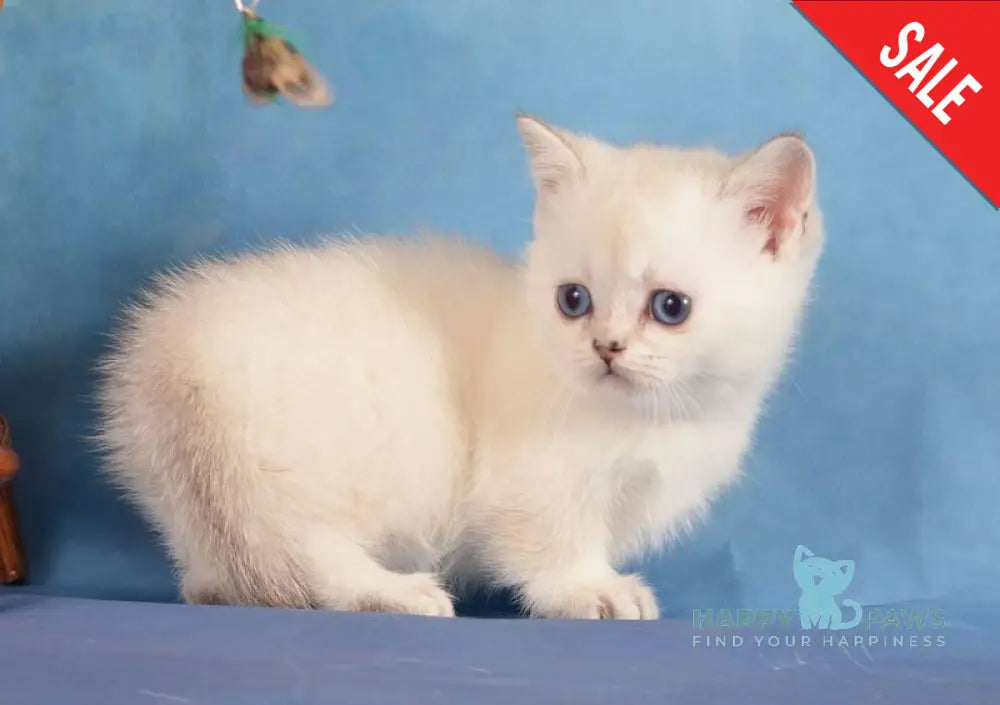 Calipso Munchkin female black golden shaded pointed live animals