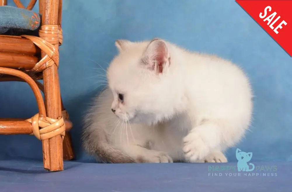 Calipso Munchkin female black golden shaded pointed live animals