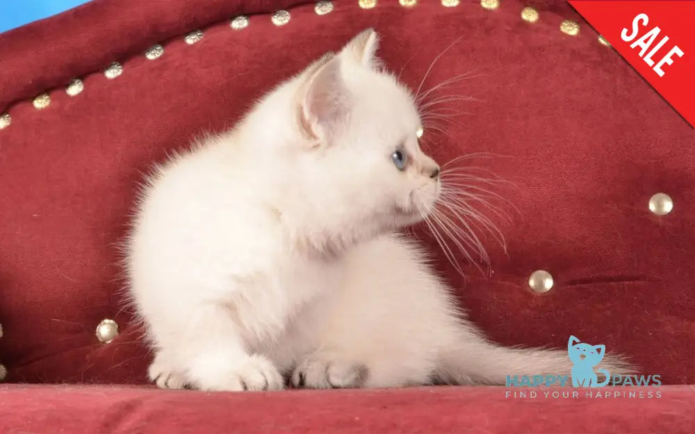 Calipso Munchkin female black golden shaded pointed live animals