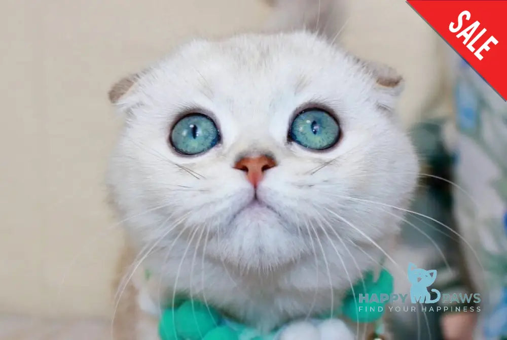 Calipso Scottish Fold male chocolate silver shaded pointed live animals