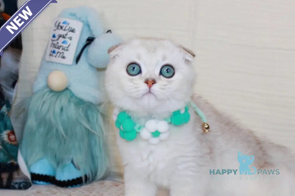 Calipso Scottish Fold male chocolate silver shaded pointed live animals