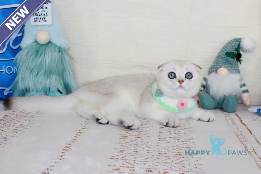 Calipso Scottish Fold male chocolate silver shaded pointed live animals