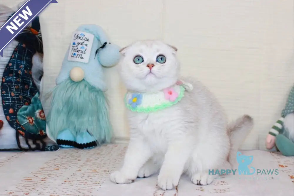 Calipso Scottish Fold male chocolate silver shaded pointed live animals