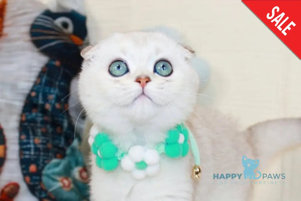 Calipso Scottish Fold male chocolate silver shaded pointed live animals