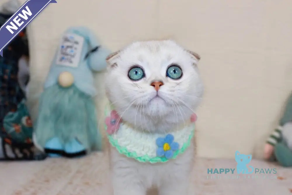 Calipso Scottish Fold male chocolate silver shaded pointed live animals