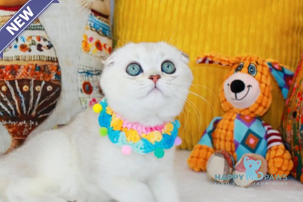 Calipso Scottish Fold male chocolate silver shaded pointed live animals