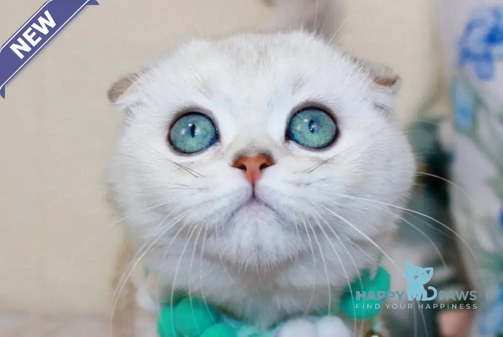 Calipso Scottish Fold male chocolate silver shaded pointed live animals