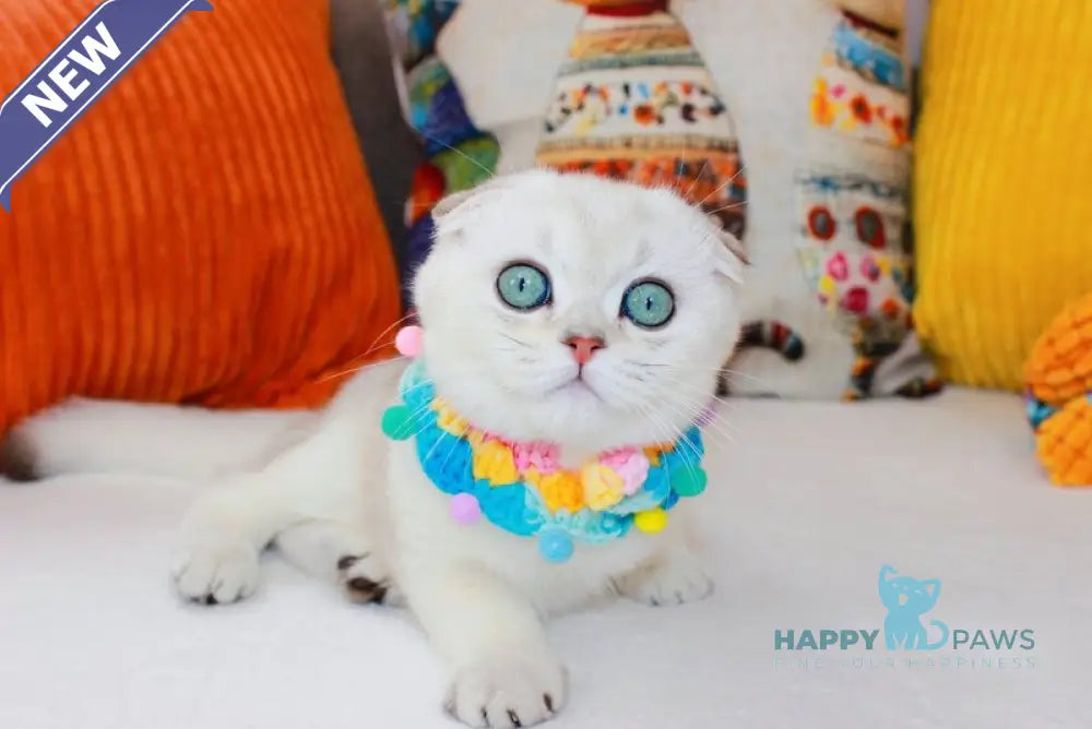 Calipso Scottish Fold male chocolate silver shaded pointed live animals