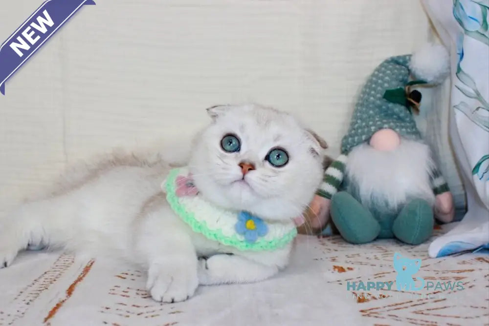 Calipso Scottish Fold male chocolate silver shaded pointed live animals