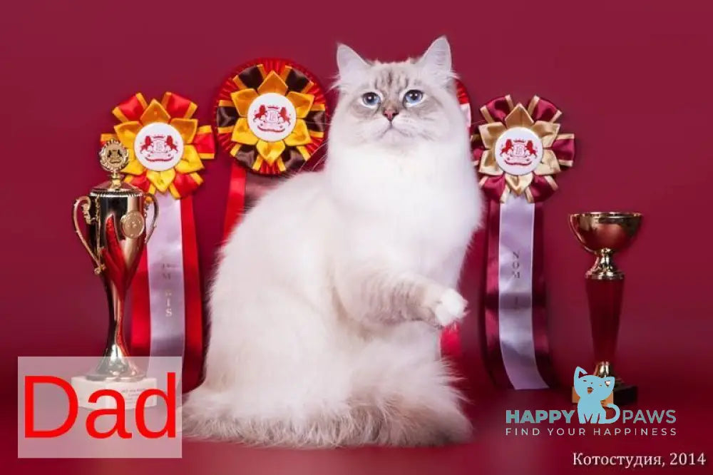 Calista Siberian female blue with white tabby pointed live animals