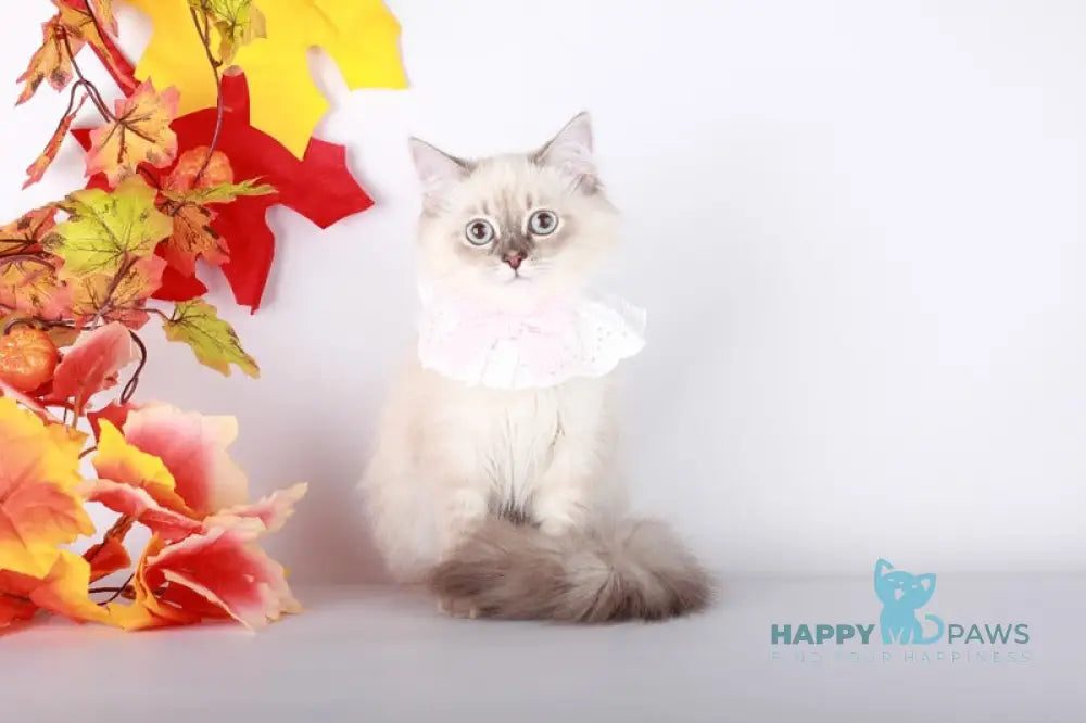 Calista Siberian female blue with white tabby pointed live animals