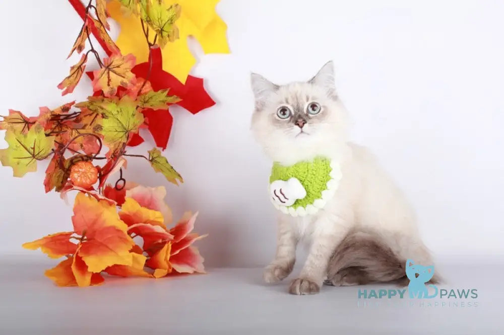 Calista Siberian female blue with white tabby pointed live animals