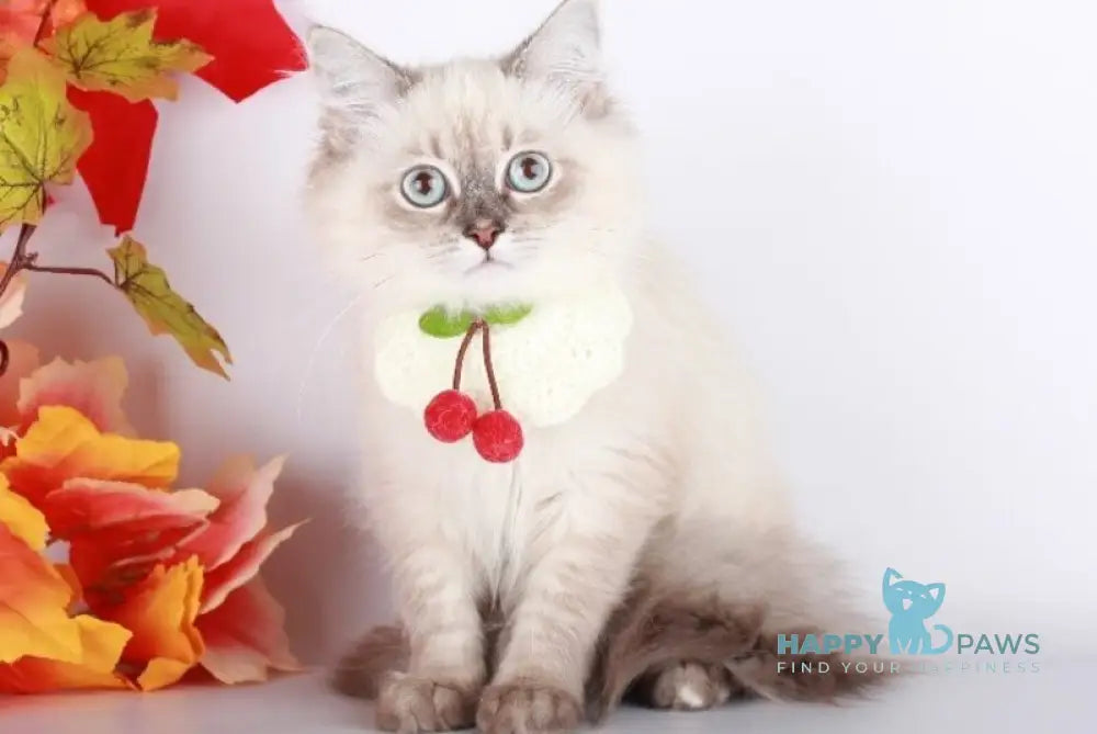 Calista Siberian female blue with white tabby pointed live animals