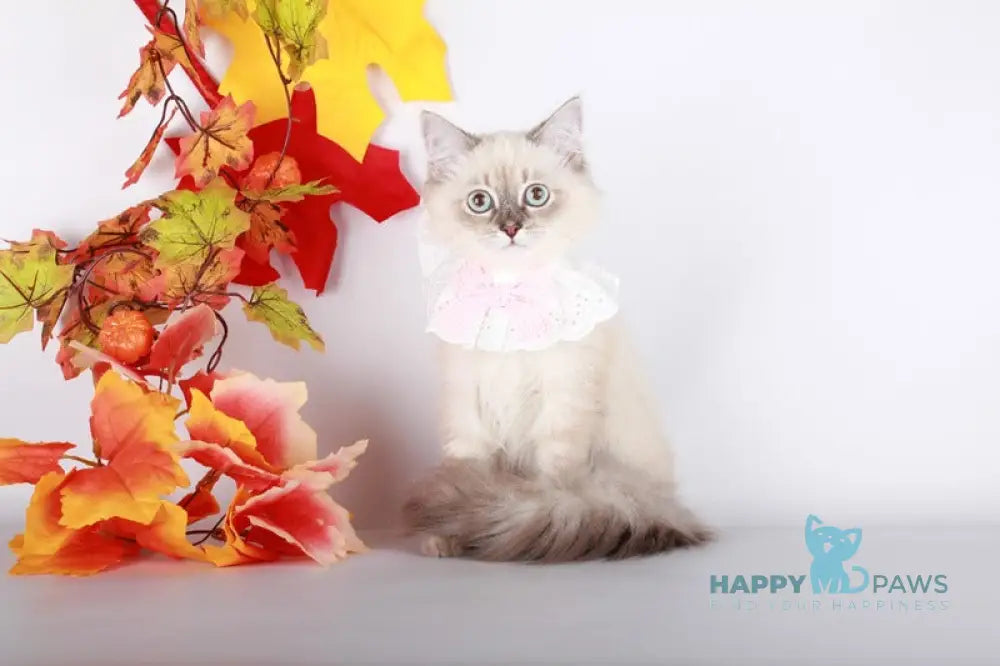 Calista Siberian female blue with white tabby pointed live animals