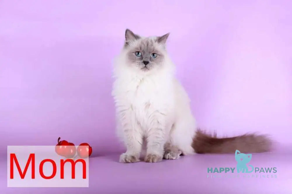 Calista Siberian female blue with white tabby pointed live animals