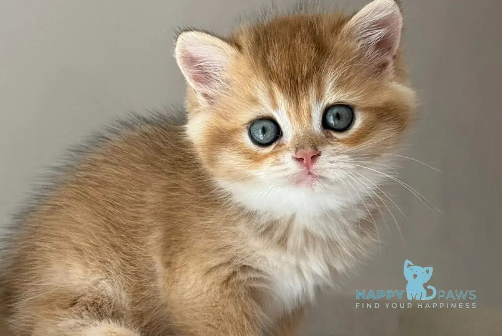 Callie Scottish Straight female black golden ticked tabby live animals