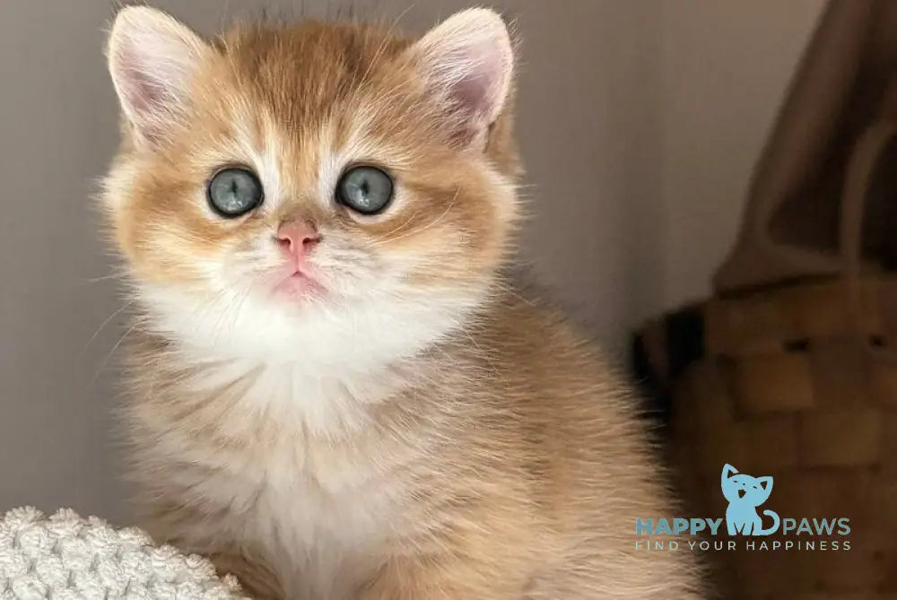 Callie Scottish Straight female black golden ticked tabby live animals