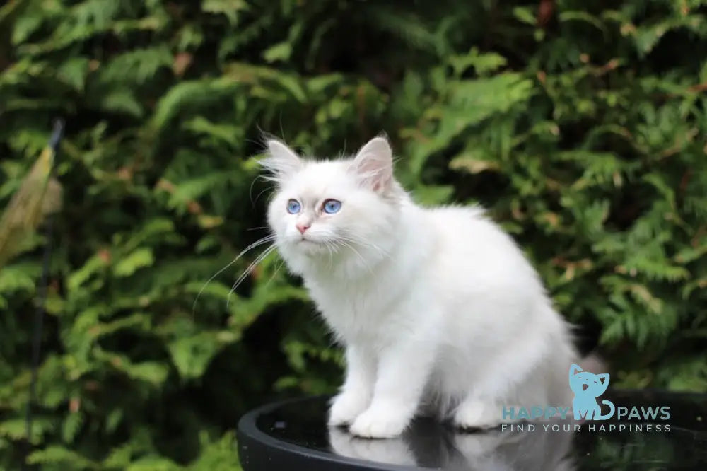 Callisia Siberian female blue tabby pointed bicolour live animals
