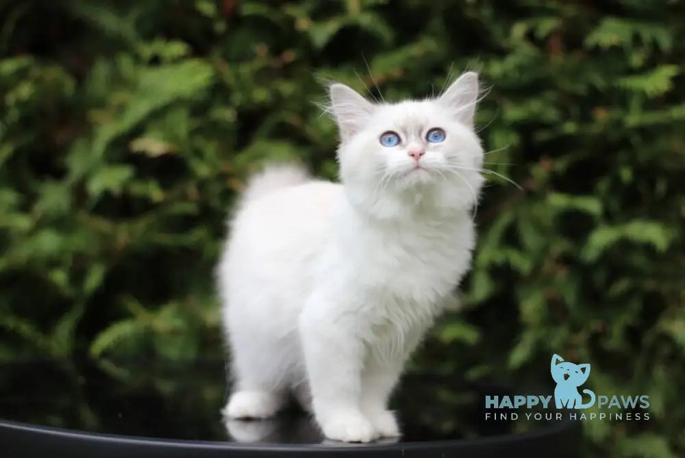 Callisia Siberian female blue tabby pointed bicolour live animals