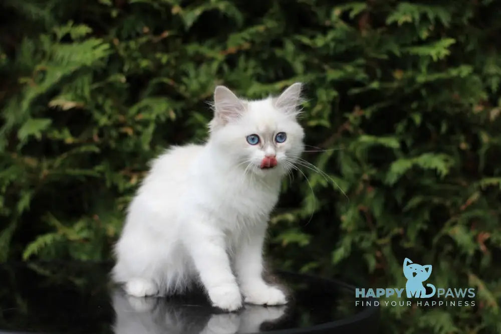 Callisia Siberian female blue tabby pointed bicolour live animals