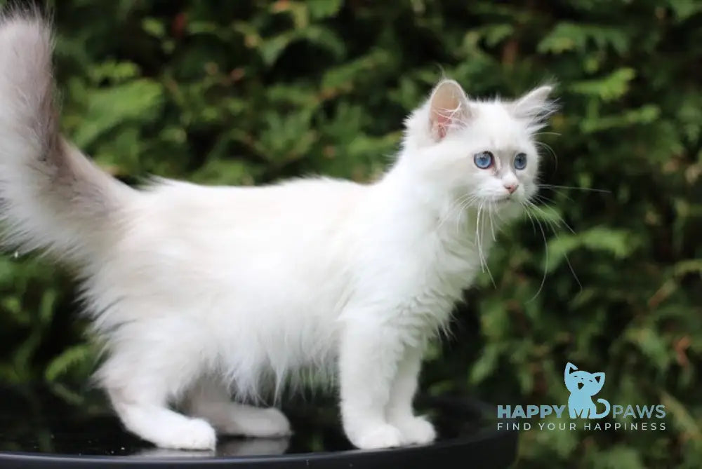 Callisia Siberian female blue tabby pointed bicolour live animals