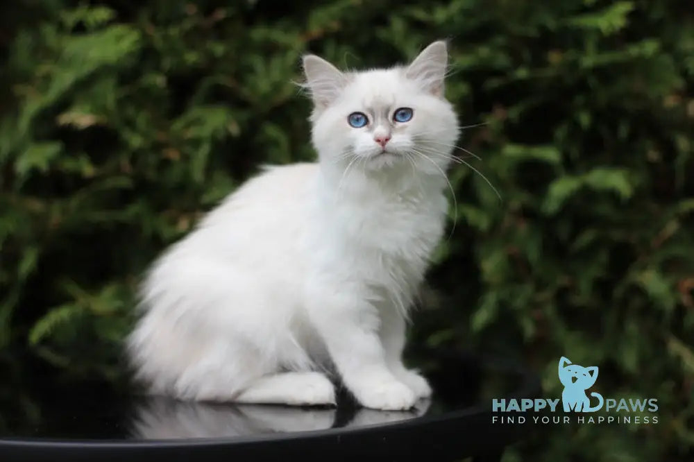 Callisia Siberian female blue tabby pointed bicolour live animals