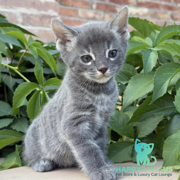 Calvin Bengal male blue silver spotted tabby - live animals