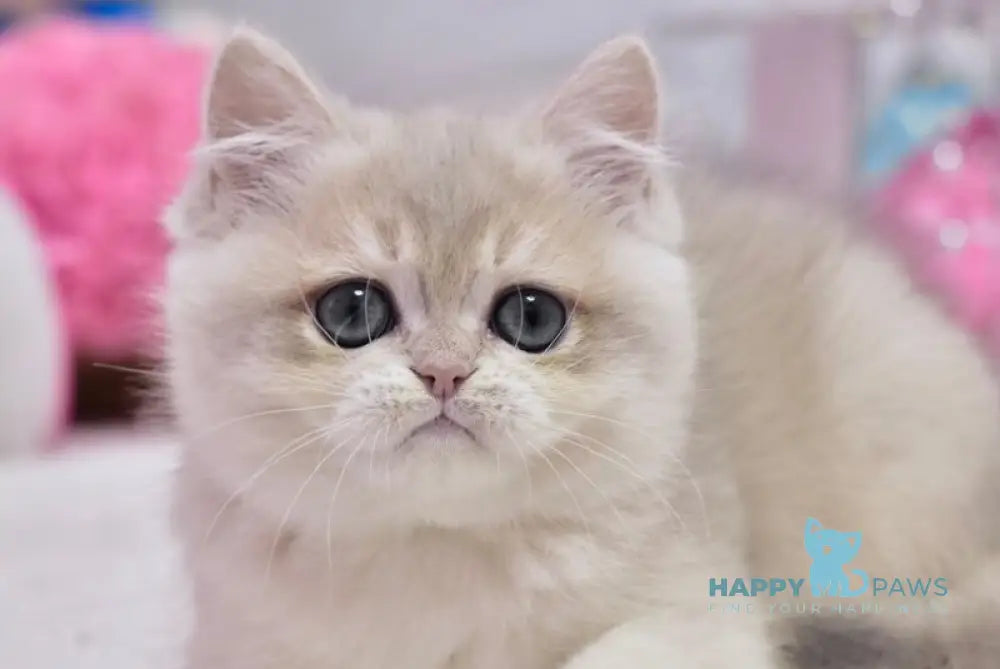 Calvin British Shorthair male blue golden chinchilla live animals