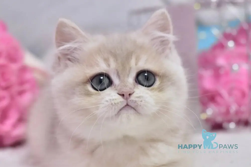 Calvin British Shorthair male blue golden chinchilla live animals