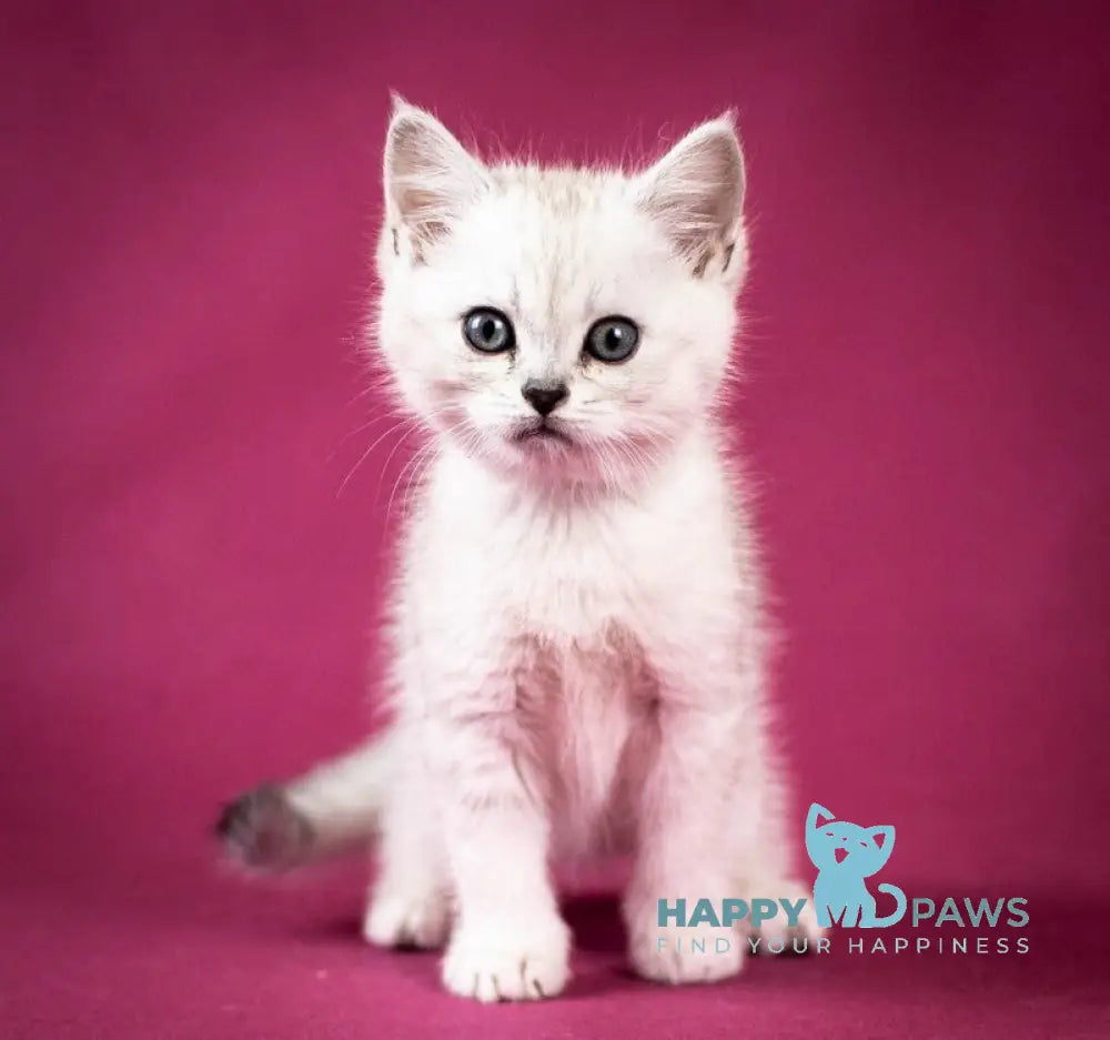 Calvin Scottish Straight male black silver shaded - live animals
