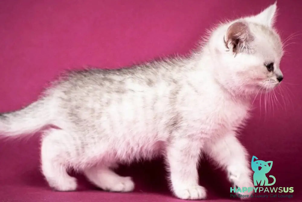 Calvin Scottish Straight male black silver shaded - live animals