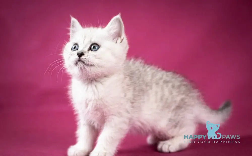 Calvin Scottish Straight male black silver shaded - live animals