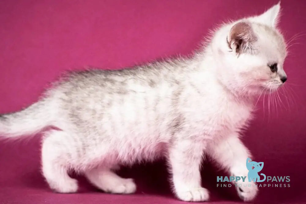 Calvin Scottish Straight male black silver shaded - live animals