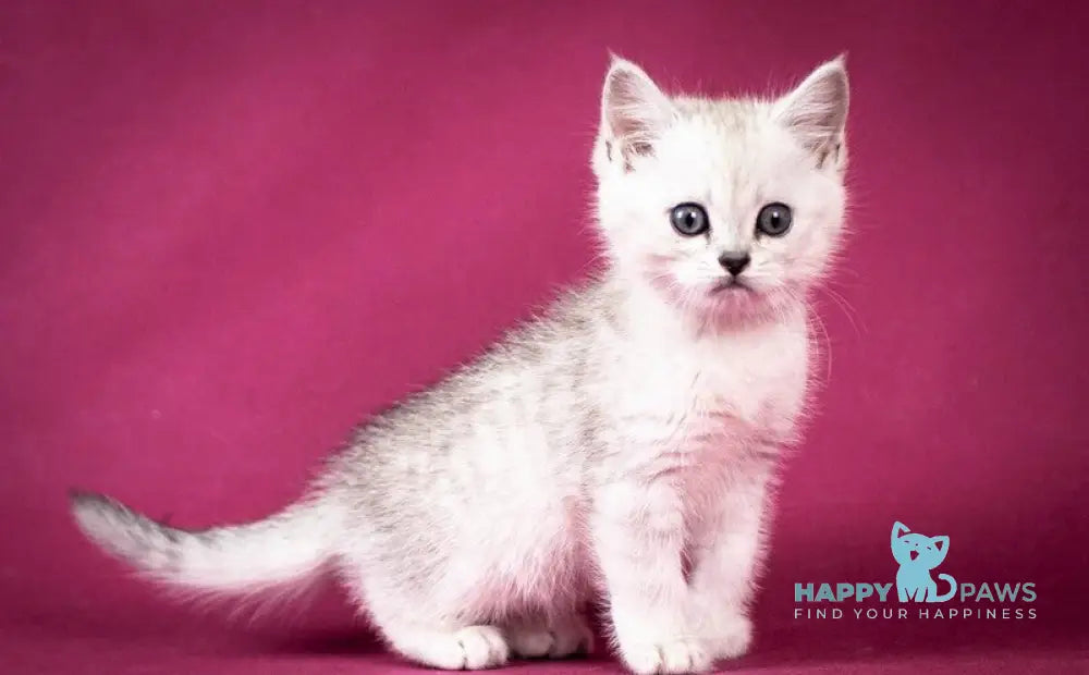 Calvin Scottish Straight male black silver shaded - live animals