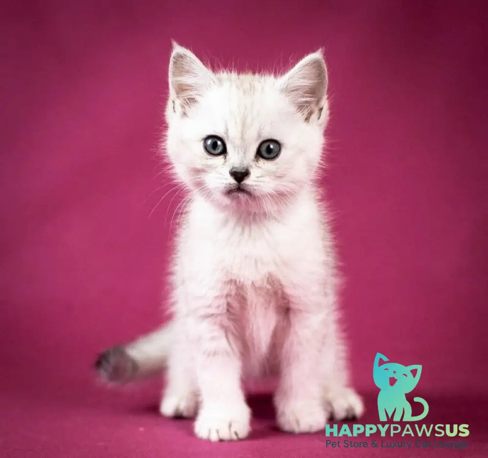 Calvin Scottish Straight male black silver shaded - live animals