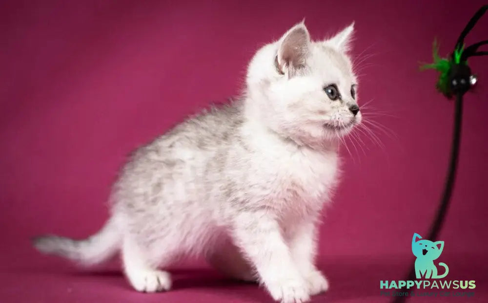 Calvin Scottish Straight male black silver shaded - live animals