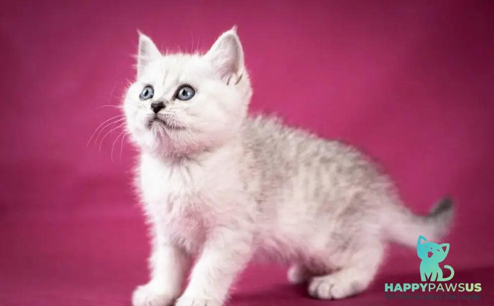 Calvin Scottish Straight male black silver shaded - live animals