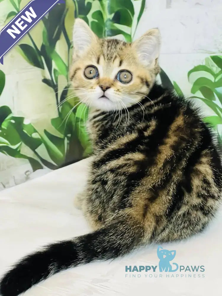 Calvin Scottish Straight male black tabby live animals