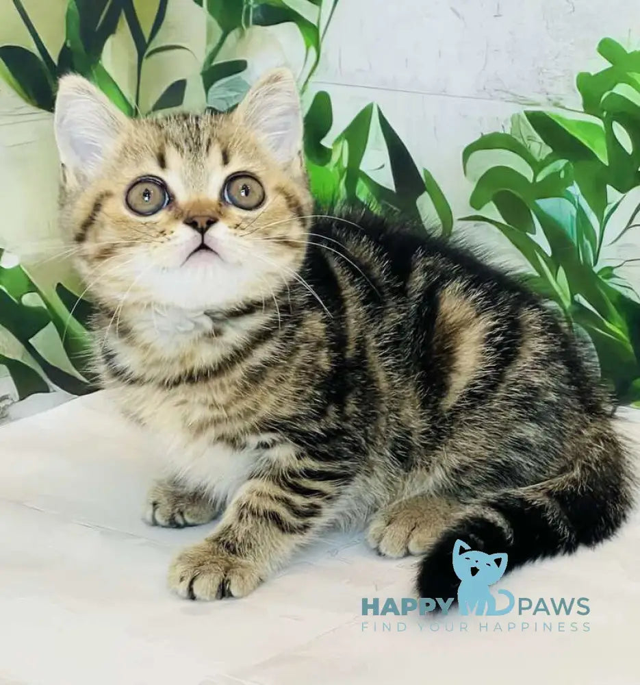 Calvin Scottish Straight male black tabby live animals