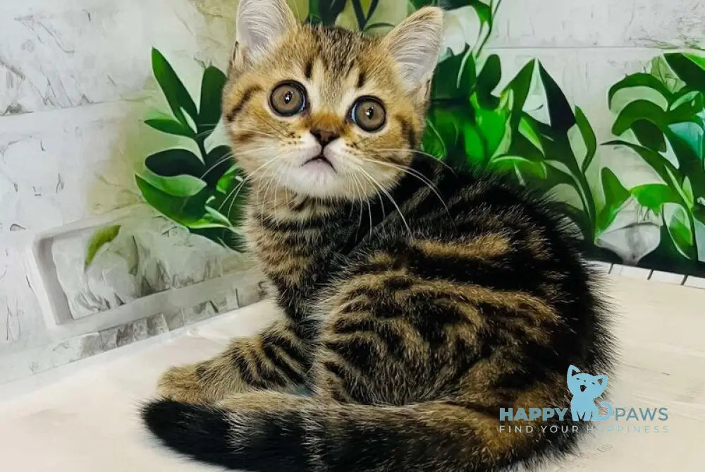 Calvin Scottish Straight male black tabby live animals
