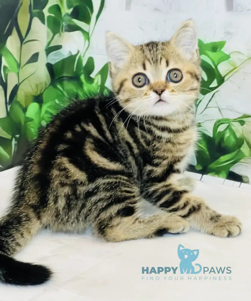 Calvin Scottish Straight male black tabby live animals