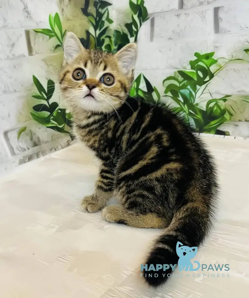 Calvin Scottish Straight male black tabby live animals