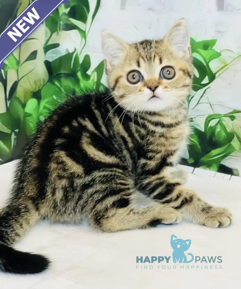 Calvin Scottish Straight male black tabby live animals
