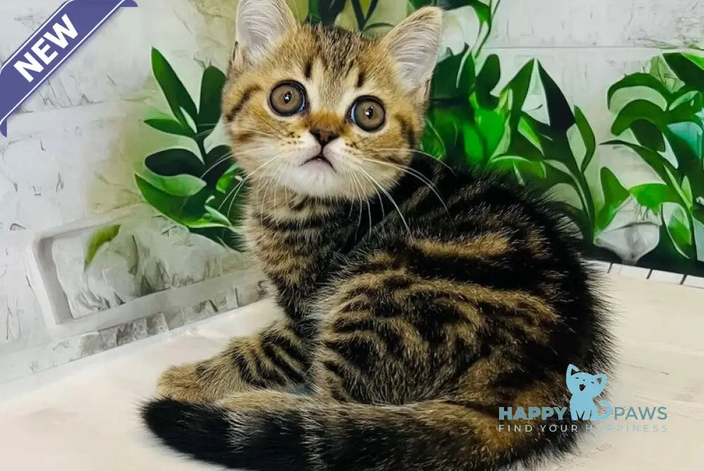 Calvin Scottish Straight male black tabby live animals