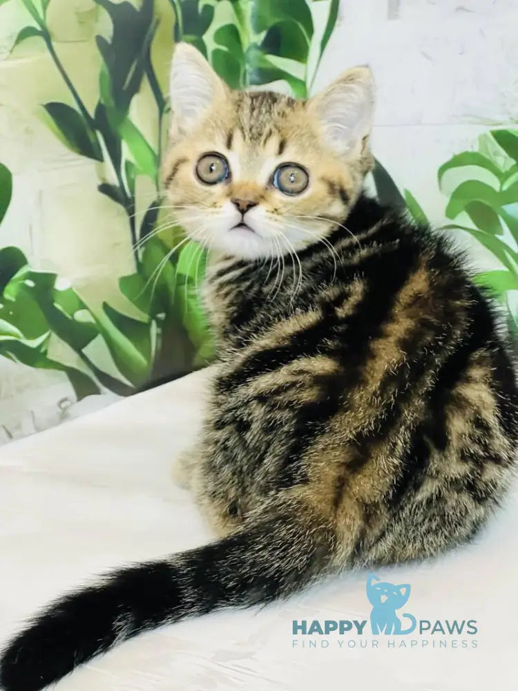Calvin Scottish Straight male black tabby live animals