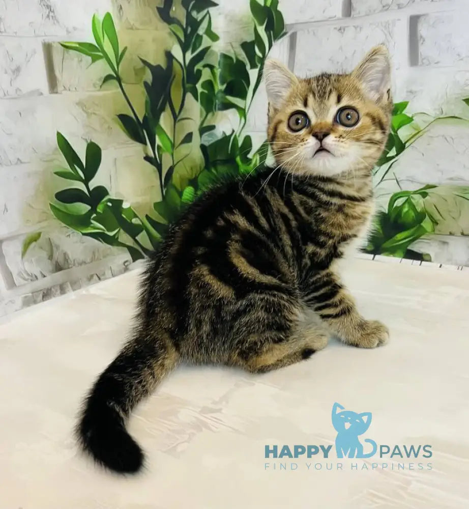 Calvin Scottish Straight male black tabby live animals