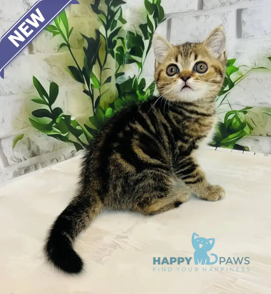Calvin Scottish Straight male black tabby live animals