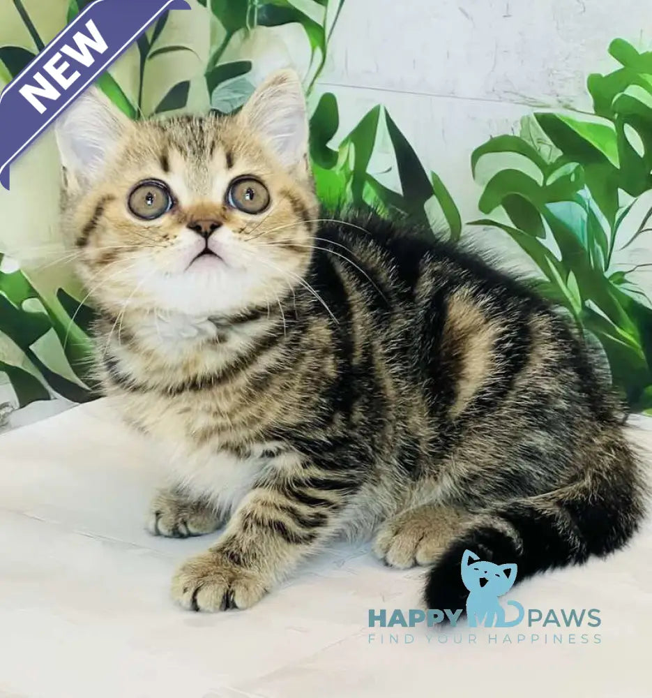 Calvin Scottish Straight male black tabby live animals