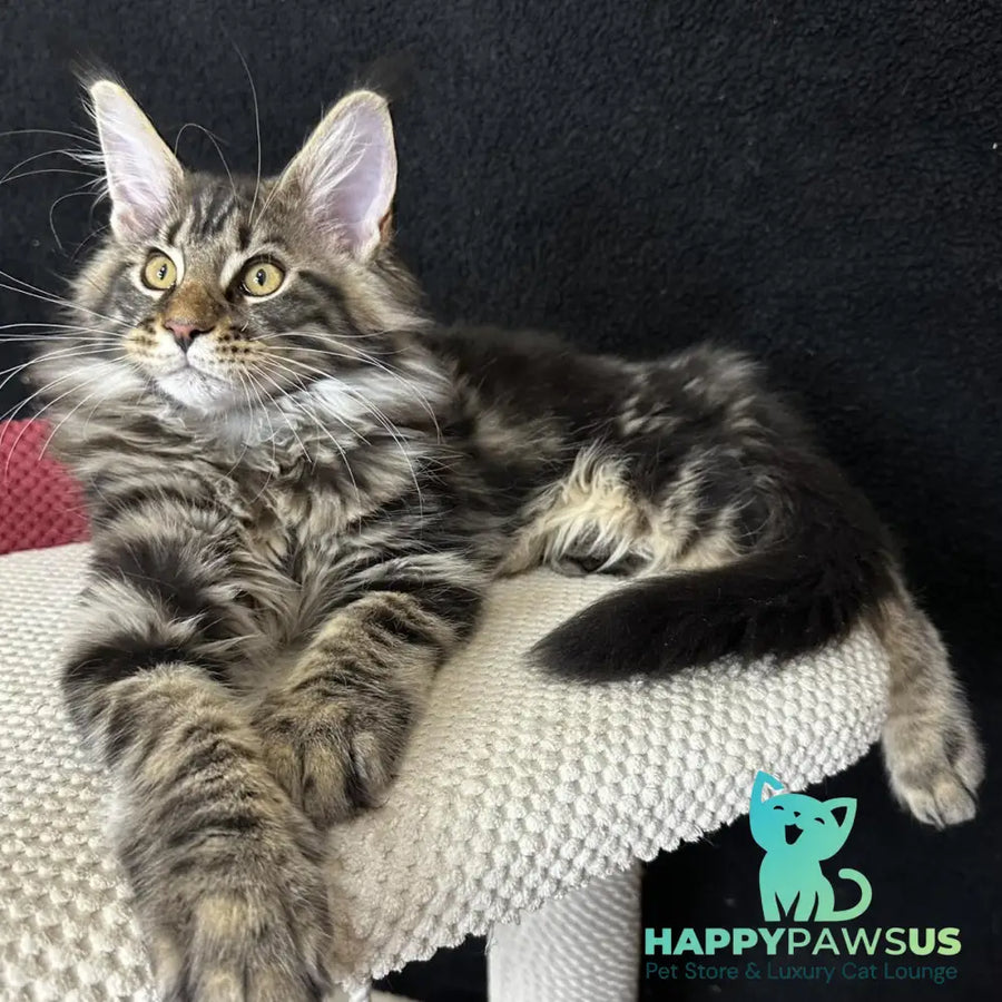 Calypso Maine Coon male black tabby - live animals